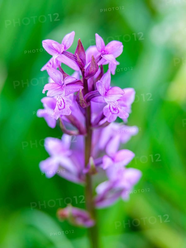 Broad-leaved fingerroot (Dactylorhiza majalis agg.), Bischofswiesen, Berchtesgadener Land, Upper Bavaria, Bavaria, Germany, Europe
