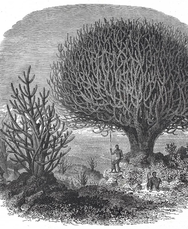 Historical, digitally restored reproduction from a 19th century original, Record date not stated, Tree spurge (Euphorbia dendroides), Treelike euphorbias in Central America
