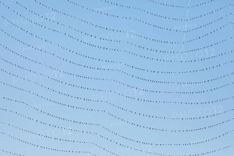 Dewdrops on a spider's web, Switzerland, Europe