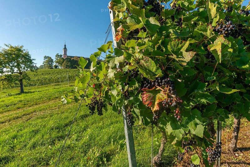 Pinot Noir grapes, viticulture, Birnau pilgrimage church, Uhldingen-Mühlhofen, Lake Constance, Baden-Württemberg, Germany, Europe