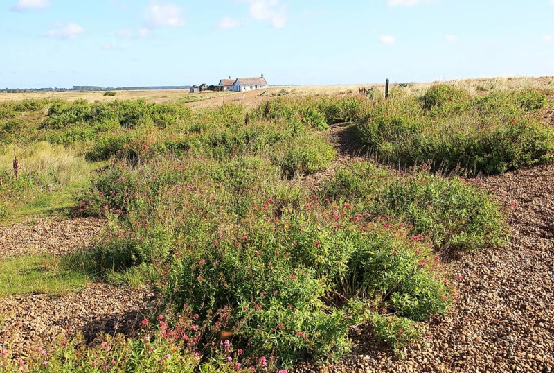 Valerian plant vegetated shingle beach, Shingle Street, Suffolk, England, Uk