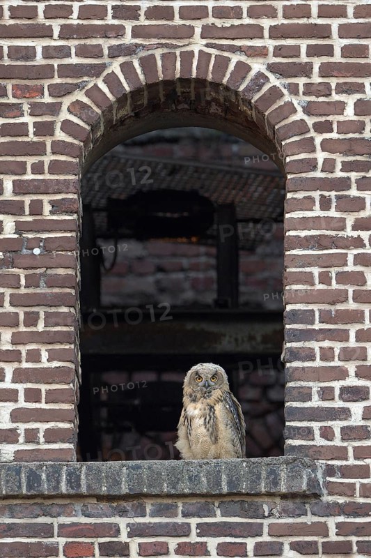 Eurasian eagle-owl (Bubo bubo), fledgling, in an old window of the Malakow tower, industrial wasteland, Ewald colliery, Herten, Ruhr area, North Rhine-Westphalia, Germany, Europe