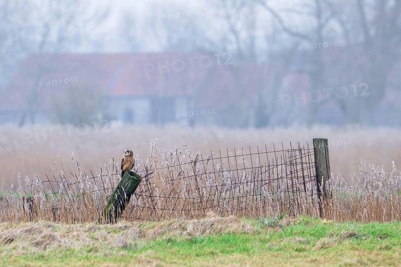Short-eared owl (Asio flammeus) perched on fence post in field in front of farm on a misty evening in winter, Uitkerkse Polder, West Flanders, Belgium, Europe