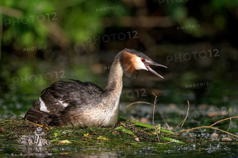 Great Crested Grebe (Podiceps cristatus), adult bird and chicks at the nest, adult bird in threatening posture, Krickenbecker Seen, North Rhine-Westphalia, Germany, Europe