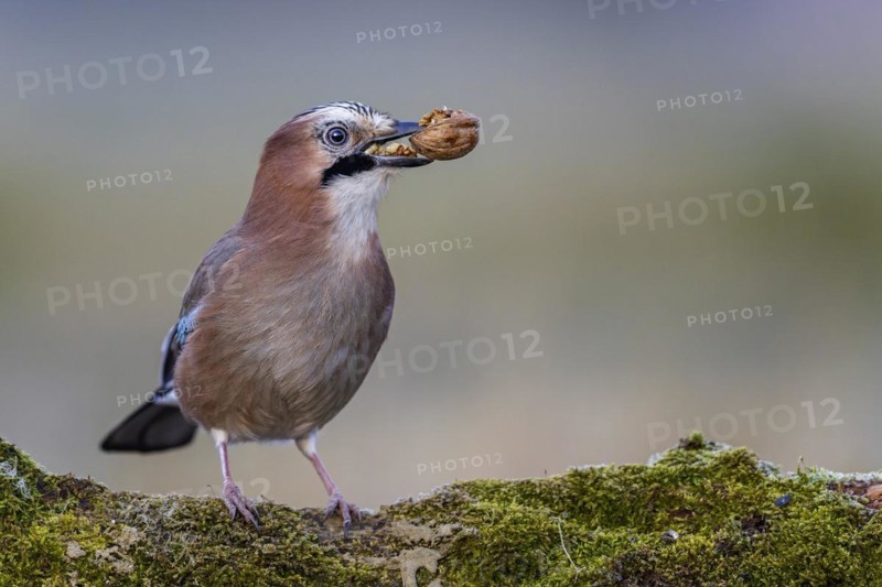 Eurasian jay (Garrulus glandarius) sunrise, frost, with walnut as food, winter feeding, hoarfrost, Middle Elbe Biosphere Reserve, Saxony-Anhalt, Germany, Europe