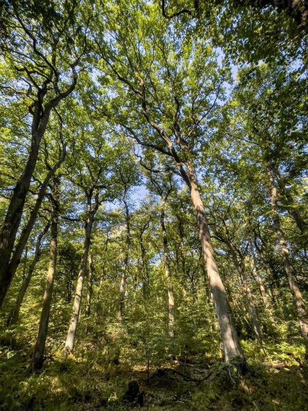 View from below into treetops of deciduous trees Deciduous trees in mixed forest, Germany, Europe