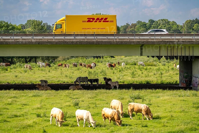 Lorry on the A40 motorway, bridge over the Ruhr and Styrumer Ruhrauen, herd of cattle, dairy cows grazing, Mülheim an der Ruhr, North Rhine-Westphalia, Germany, Europe