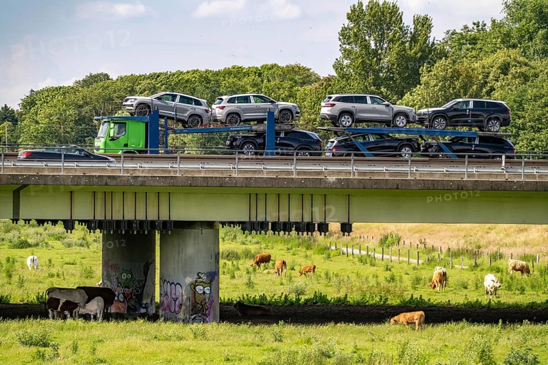 Lorry on the A40 motorway, bridge over the Ruhr and Styrumer Ruhrauen, herd of cattle, dairy cows grazing, Mülheim an der Ruhr, North Rhine-Westphalia, Germany, Europe