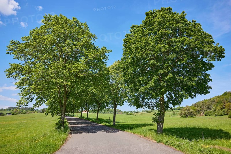 Avenue of large-leaved lindens (Tilia platyphyllos) in Nettersheim, Eifel, Euskirchen district, North Rhine-Westphalia, Germany, Europe