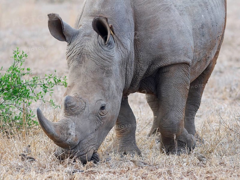 Southern white rhinoceros (Ceratotherium simum simum), adult male feeding on dry grass, with red-billed oxpecker (Buphagus erythrorynchus) on its ear, close-up, Kruger National Park, South Africa, Africa