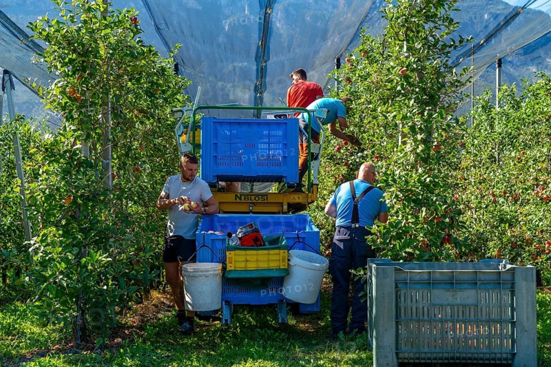 Apple-growing region in the Adige Valley, South Tyrol, large areas under cultivation, in South Tyrol over 18, 400 hectares, cultivated by over 7000 fruit growers, during the harvest season, Italy, Europe