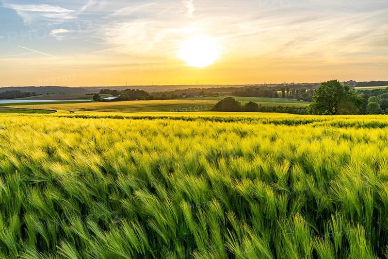 View over the Ruhr valley, to the south, from Mülheim an der Ruhr, in the direction of Duisburg-Huckingen, HKM industrial backdrop, grain fields in the evening sun, North Rhine-Westphalia, Germany, Europe