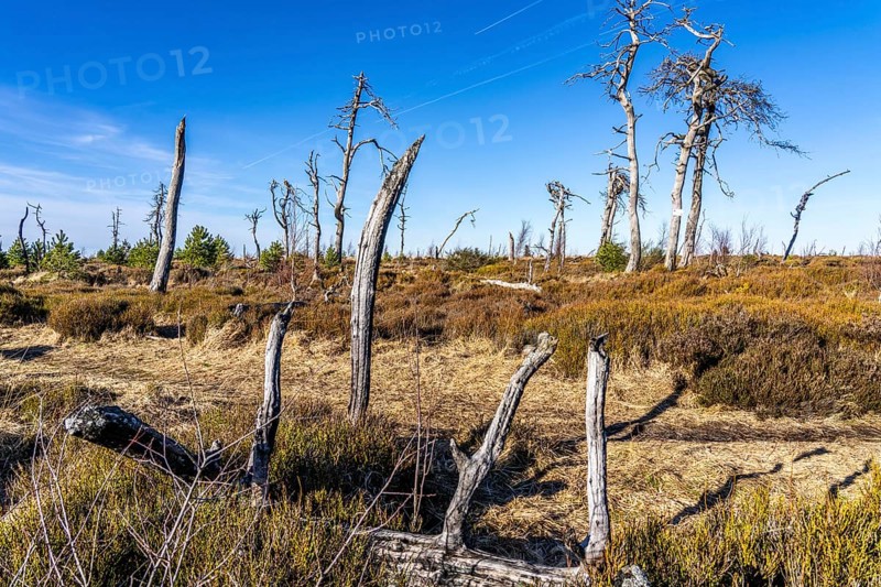 Noir Flohay ghost forest, remnants of a forest fire from 2011 in the High Fens, high moor, in the Eifel and Ardennes region, High Fens-Eifel nature park Park, north-east of Baraque Michel, Belgium, Wallonia, Europe