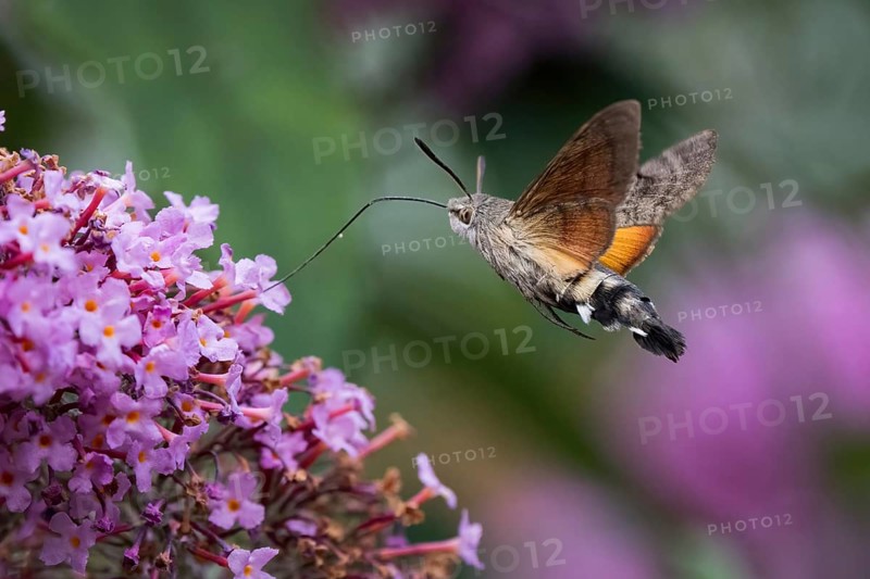 A dove tail (Macroglossum stellatarum) sucking nectar from a purple flower, flying, Hesse, Germany, Europe