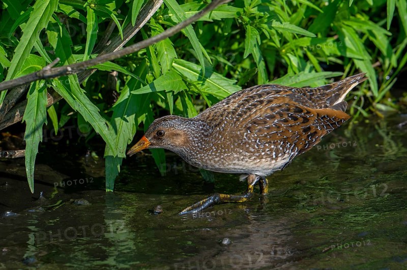 Spotted crake (Porzana porzana, Ortygometra porzana) foraging in marshland in summer