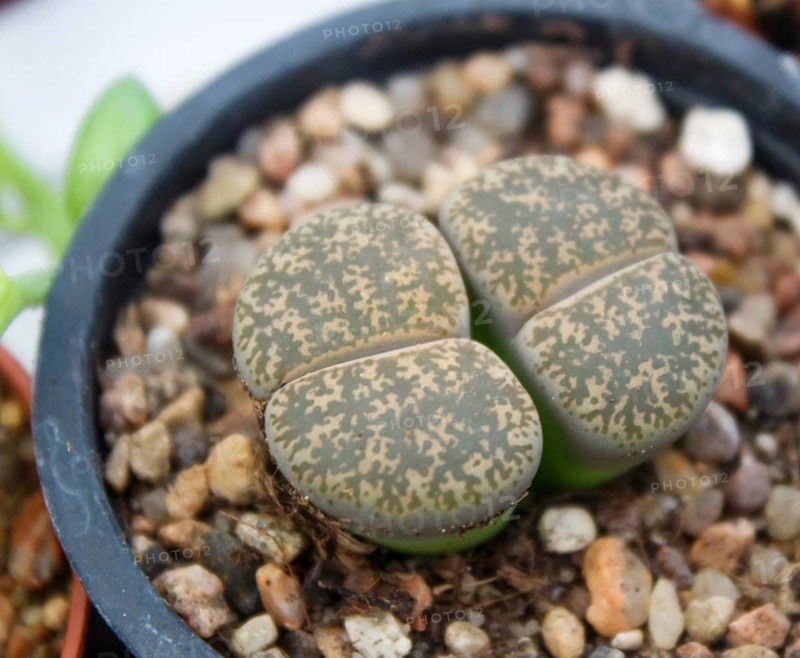 Beautiful succulent plant in greenhouse. Closeup, floral patterns, selective focus