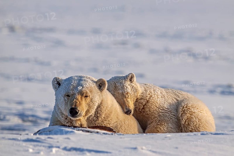 Polar bears (Ursus maritimus), polar bear mother and young sleeping in the snow, Kaktovik, Arctic National Wildlife Refuge, Alaska, USA, North America