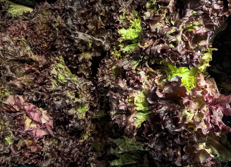 Several heads of lettuce Lollo Rosso (Lactuca sativa) unpacked in bulk Display by retail wholesaler greengrocer supermarket environmentally friendly without plastic packaging no plastic packaging, Germany, Europe