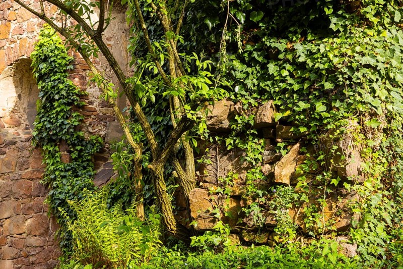 At the end of the 12th century, Dietrich the Afflicted, Margrave of Meissen, donated a convent in Meissen to the Benedictine nuns, which was consecrated to the Holy Cross. Its buildings were initially located between Burgberg and the Elbe on the site of a former moated castle. In 2004, the Hahnemann Centre undertook further renovation work on the buildings. Today it serves as a venue for events and has an extensive monastery garden, Meissen, Saxony, Germany, Europe