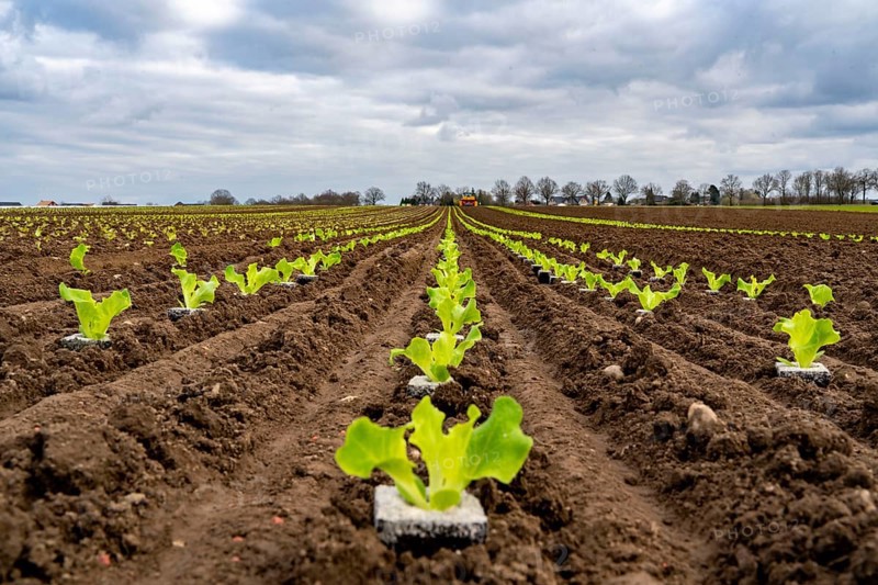 Lettuce plants, in press pots, they are planted in a field with a planting machine, agriculture, spring