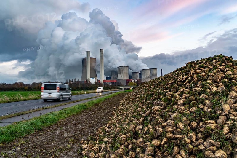 Sugar beet harvest, at the lignite-fired power station, RWE Power AG Niederaußem power station, near Bergheim, North Rhine-Westphalia, North Rhine-Westphalia, Germany, Europe
