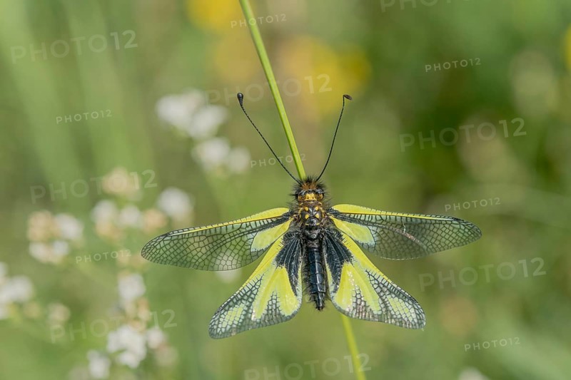 Owly sulphur Ascalaphe (Libelloides coccajus) in a meadow in spring. Kaiserstuhl, Emmendingen, Freiburg im Breisgau, Baden-Württemberg, Germany, Europe