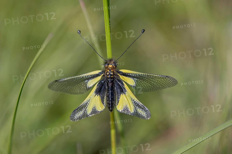 Owly sulphur Ascalaphe (Libelloides coccajus) in a meadow in spring. Kaiserstuhl, Emmendingen, Freiburg im Breisgau, Baden-Württemberg, Germany, Europe
