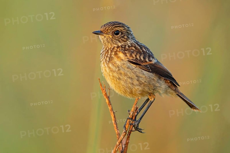 Stonechat, (Saxicola torquata), foraging, female, Eich, Rhineland-Palatinate, Germany, Europe