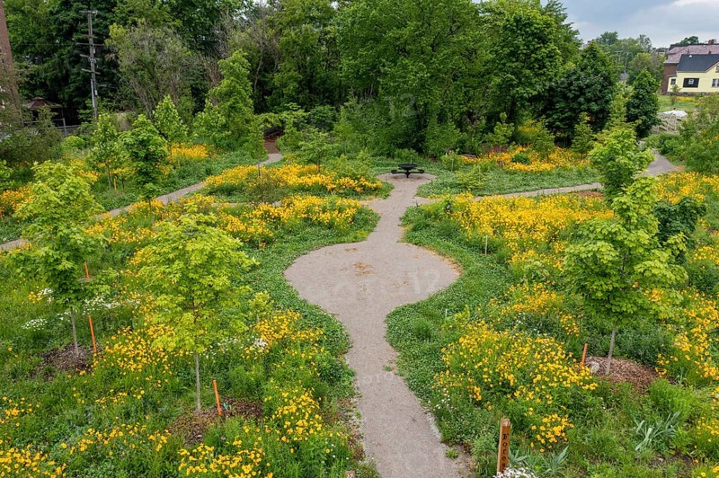 Detroit, Michigan, Residents formed a nonprofit organization called 'Arboretum Detroit' to preserve trees and develop parks on the abundant vacant lots in city neighborhoods.. Coreopsis grows in one project, the Circle Forest