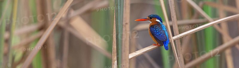 Crested Kingfisher, Corythohrnis cristatus, (Alcedo cristata), Kingfisher family, Malachite Kingfisher, Janjabureh boat trip, Janjabureh, South Bank, Gambia, Africa