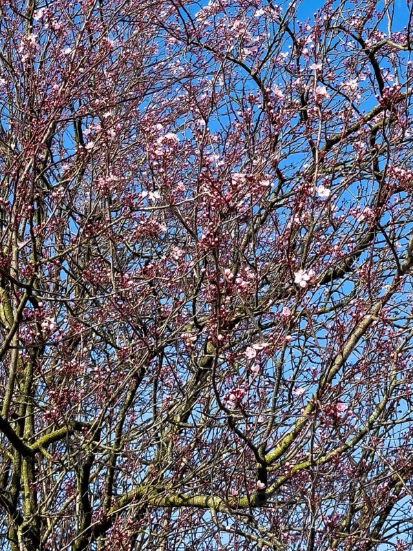 Red-leaved beech copper beech (Fagus sylvatica Atropurpurea) Purple beech variant of copper beech, large deciduous tree sprouts white flowers at the beginning of spring, blue sky behind, Germany, Europe