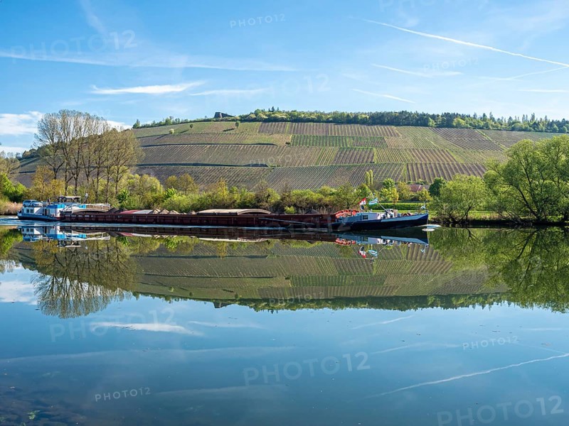 Vineyards are reflected in the water of the Main river, east of Würzburg near Randersacker, Germany, Europe