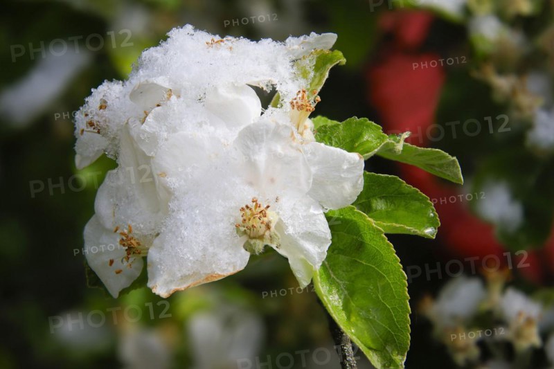 Apple blossoms on a tree in an orchard in the Eastern Ore Mountains. A cold snap led to late snowfall in the low mountain range and jeopardised numerous crops. However, snow also protects the blossoms, as it cannot get lower than zero degrees under the snow cover, Bannewitz, Saxony, Germany, Europe