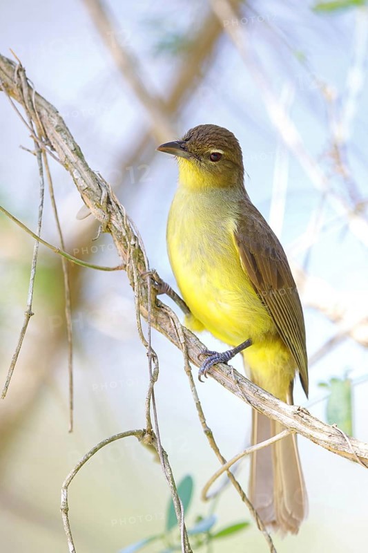 Yellow-bellied greenbul (Chlorocichla flaviventris), Mkuze Game Reserve, Mkuze, KwaZulu-Natal, South Africa, Africa