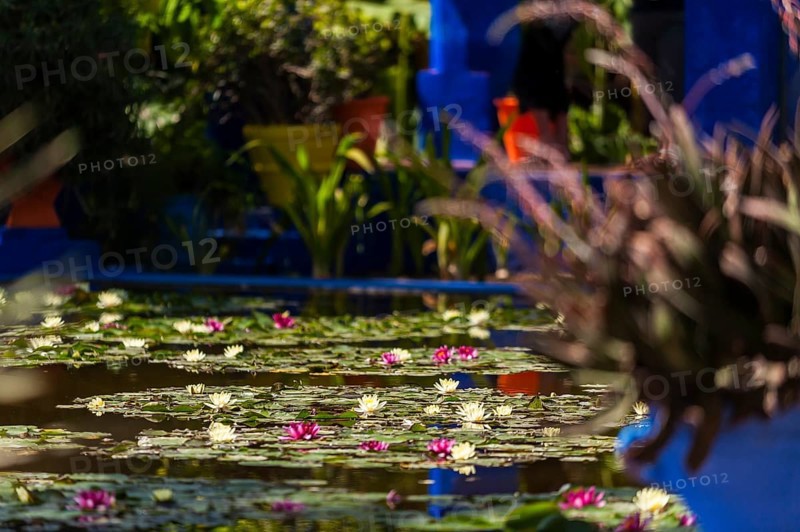 Garden pond in the Majorelle Garden, botany, water lily, water, pond, flora, plant, botany, flower, tropical, climate, architecture, indigo, blue, red, balcony, blooming, flowering, park, decoration, attraction, travel, holiday, Marrakech, Morocco, Africa