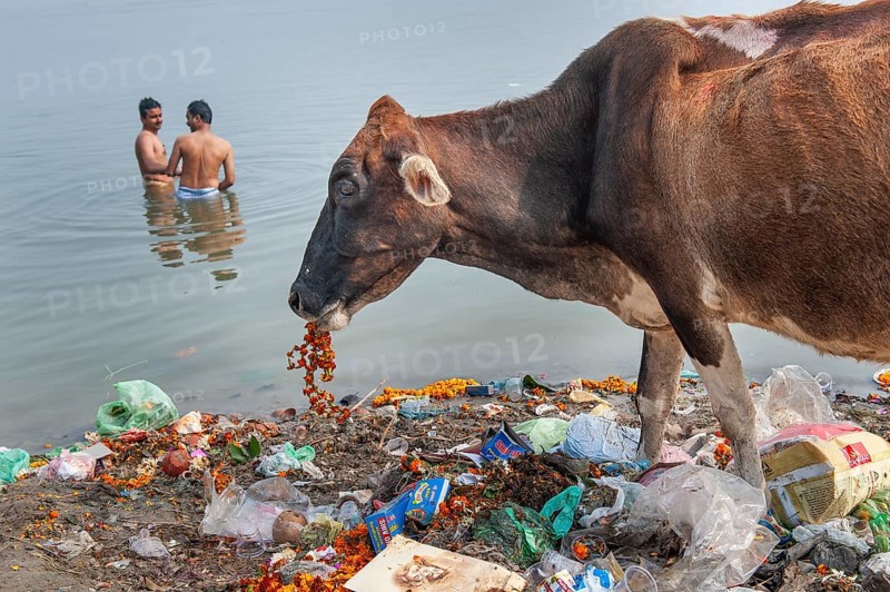 Two bathing men, sacred cow eating rubbish, Ganges river bank, Ganges, Varanasi or Benares or Kashi, Uttar Pradesh, India, Asia