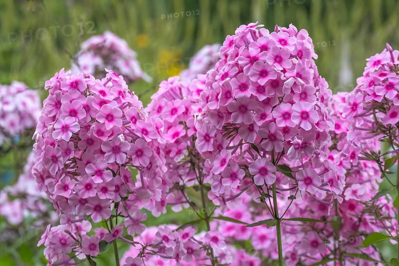 Phlox paniculata (summer phlox), North Rhine-Westphalia, Germany, Europe