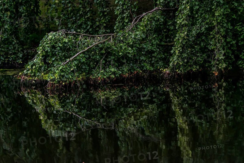 Reflection, texture, green beech (Fagus sylvatica), river, park, tree, idyllic, nature, light mood, reflection, calm, canal