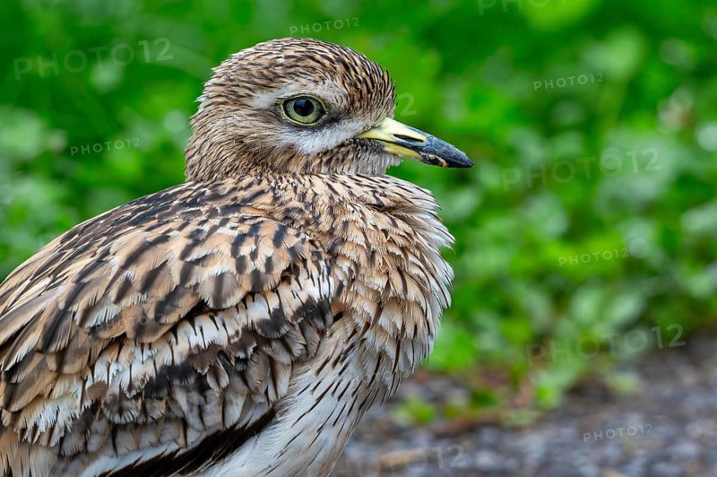 Eurasian stone-curlew, Eurasian thick-knee (Burhinus oedicnemus) close-up portrait