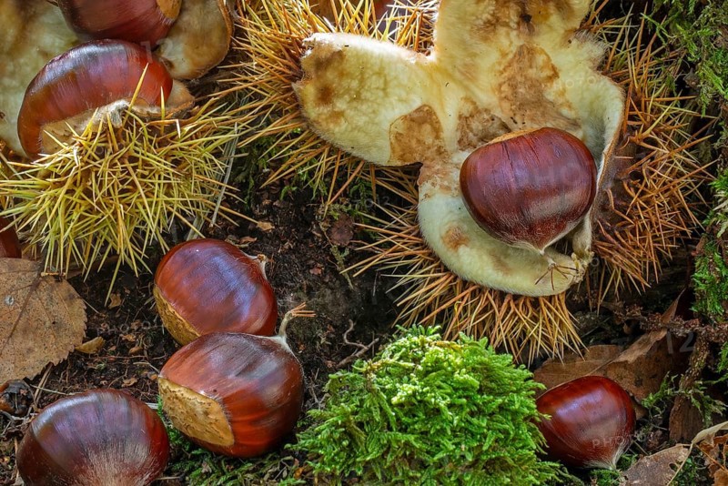 Sweet chestnut, Spanish chestnuts (Castanea sativa) close-up of fallen spiny cupules and brown nuts on the forest floor in woodland in autumn