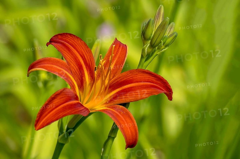 Daylilies (Hemerocallis), North Rhine-Westphalia, Germany, Europe