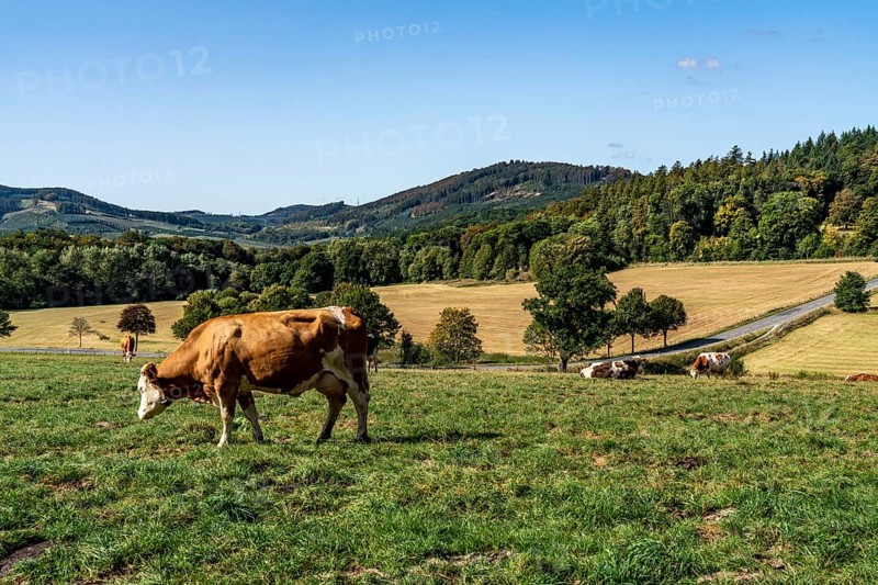 Cattle pasture near the village of Gevelinghausen, dairy cows grazing in a meadow, landscape in Sauerland, Hochsauerlandkreis, North Rhine-Westphalia, Germany, Europe