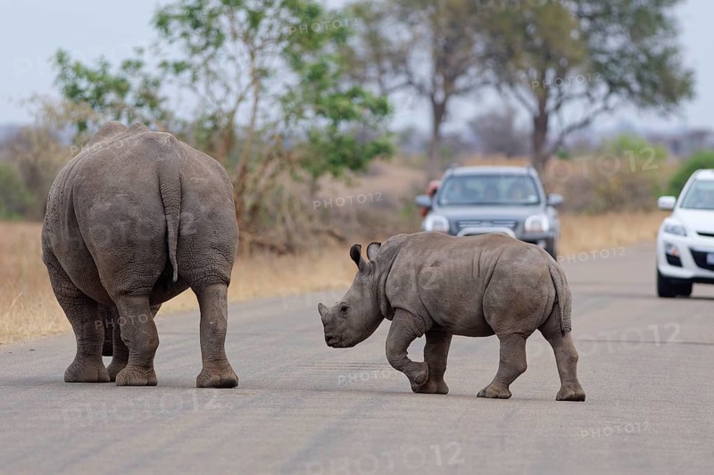 Southern white rhinoceroses (Ceratotherium simum simum), mother with calf, walking on the asphalt road, in front of two stationary cars, Kruger National Park, South Africa, Africa