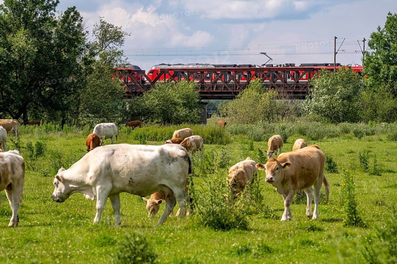Herd of cattle, dairy cows, grazing in the Styrumer Ruhrauen, behind railway bridge over the floodplain landscape, Mülheim an der Ruhr, North Rhine-Westphalia, Germany, Europe