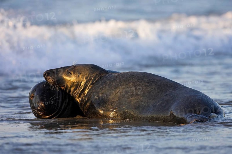 Grey seal (Halichoerus grypus), Island of Heligoland, Heligoland, Island of Heligoland, Schleswig-Holstein, Federal Republic of Germany
