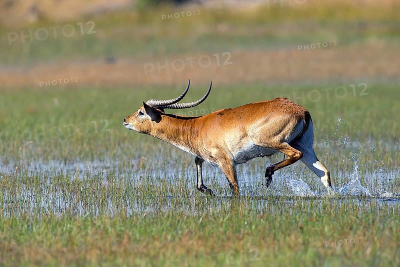 Red hartebeest, Africa, Botswana, (Kobus leche), Okovango Delta, Africa