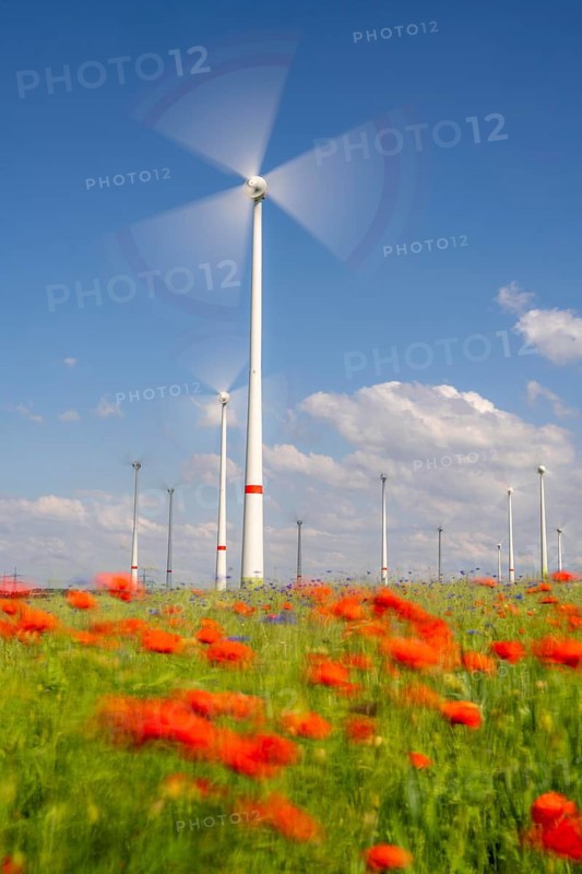 Wind farm, field with flower strips, insect-friendly border of fields with mixed flowers, poppies, north of Marsberg, Hochsauerlandkreis, North Rhine-Westphalia, Germany, Europe