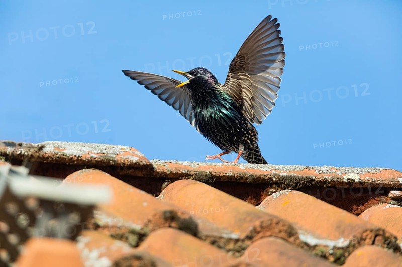 Common Starling (Sturnus vulgaris) adult male, in breeding plumage, singing and displaying on roof top, Hesse, Germany, Europe