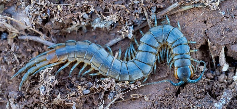 Scolopender, giant centipede, Scolopendromorpha, (Chilopoda), El Millaron, Salorino, Extremadura Caceres, Spain, Europe