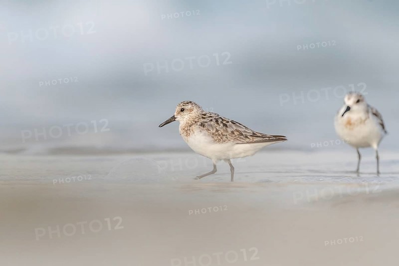 Sanderling (Calidris alba) feeding on a beach. Camaret sur mer, Crozon, Finistere, Brittany, France, Europe